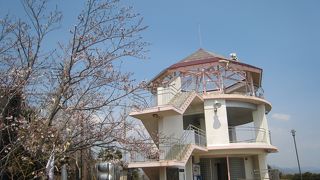 桜と夜景がきれいです