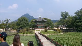 池の蓮の花と精子が美しいところ