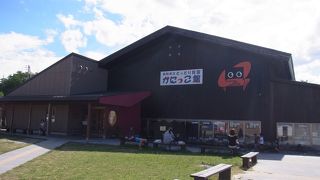 巨大タラバガニいます