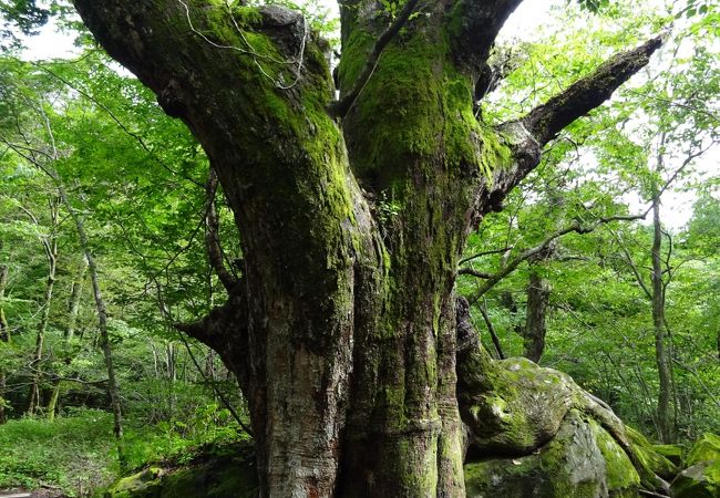 黒岳原生林は気分爽快！