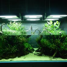 ネイチャーアクアリウムの水槽