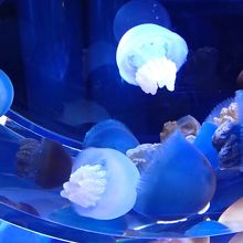 クラゲのコーナー