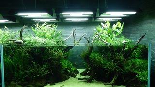 天野尚さんが手掛けた水槽が素晴らしい！チンアナゴも面白い！