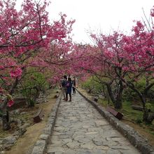 桜まつり