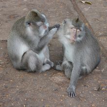 ノミとり中ですか？