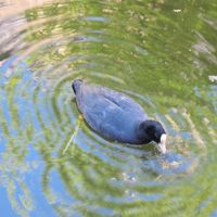 水鳥もやって来ます