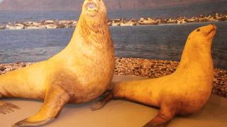 礼文町郷土資料館