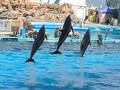 名古屋港水族館