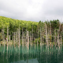 発色は日により。