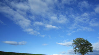 1本で画になる木。