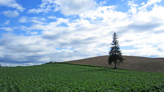 メルヘンな風景。