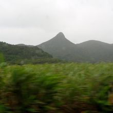 特徴的な形をしています