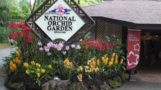 ボタニック・ガーデンの蘭園「オーキッドガーデン｣はいつも多くの蘭が咲き誇っています