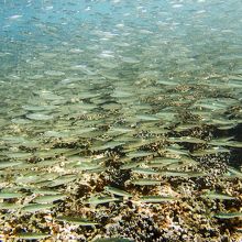 自分を中心にイワシのトルネード。圧巻！