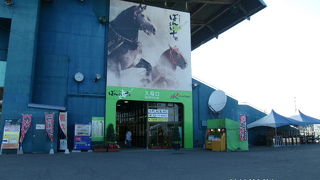 ここしかない競馬