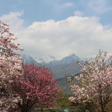 桜と中央アルプス