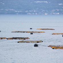 錦江湾に浮かぶイケス（竜ヶ水ふきん）対岸は桜島