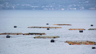 穏やかな錦江湾