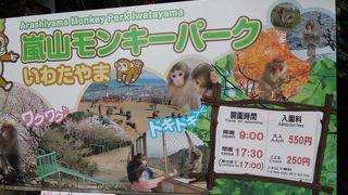 京都の街が一望できる