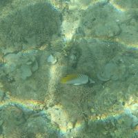 海の中はこんな感じです。珊瑚は期待できません。