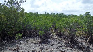 可愛らしいマングローブ