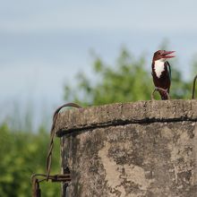 鳥もたくさんいます