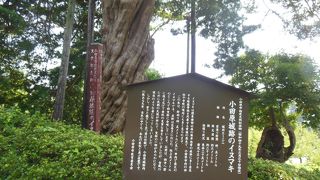 手入れされていてきれい