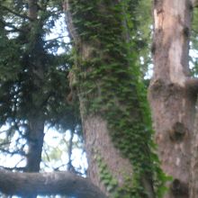 ぶれていますがリスがいます。