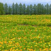 秋のコスモス、春の菜の花、５月のポピーなど、花いっぱいの高原です。
