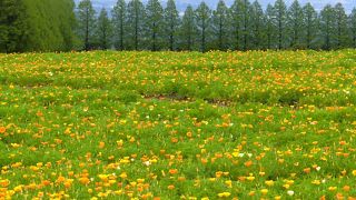 秋のコスモス、春の菜の花、５月のポピーなど、花いっぱいの高原です。