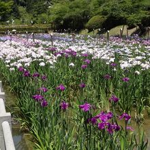 ちょうど”花菖蒲まつり”の期間中でした