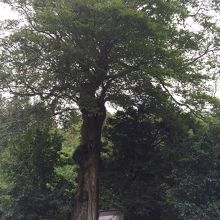 樹齢400年　椋木