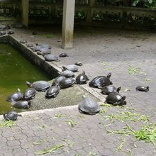 カメは餌を食べに来ません