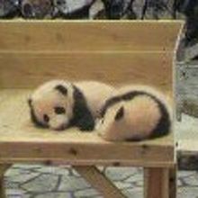 パンダの赤ちゃん