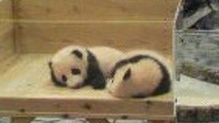 パンダで有名です