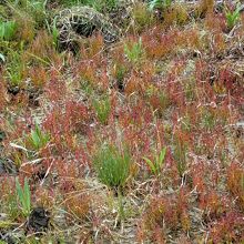 サンゴ草もきれいです