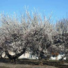 梅、桜は川越の自慢の川越春まつり