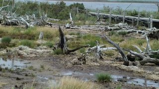 一見、化石？骨？