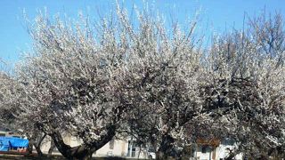 梅、桜は川越の自慢の川越春まつり