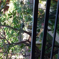 小さいですが手入れされたお庭