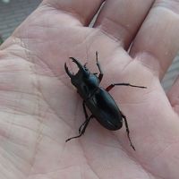 クワガタ虫もいました