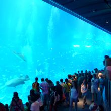 世界最大級の水槽　幅36m 高さ　8.3m