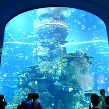 コーラル・ガーデン　色鮮やかなサンゴ礁