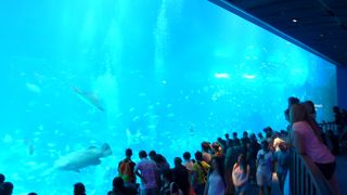 世界最大級のアクリル水槽に色んな種類のお魚が泳いでいます