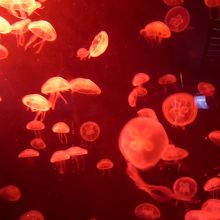 オーシャン・ジャニー　　色んなくらげがライトアップされ奇麗