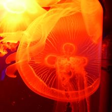 オーシャン・ジャニー　　色んなくらげがライトアップされ奇麗