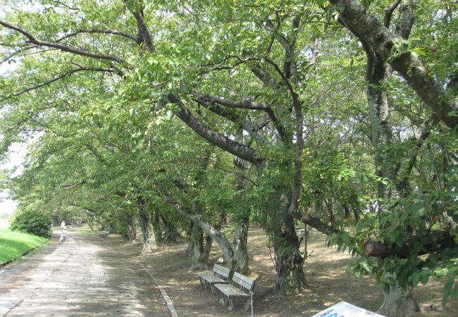 真夏の宮川堤