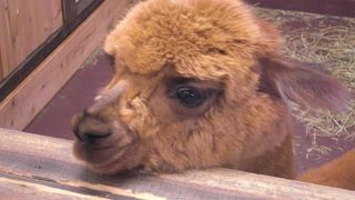 動物好きをつれていくと帰られません・笑