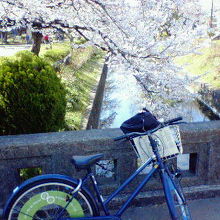 岐阜市内の桜スポットを回るために利用しました。