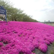 電車から見られる芝桜